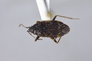  ( - USNM ENT 02103063)  @11 [ ] Unspecified (default): All Rights Reserved  Unspecified Unspecified