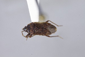  ( - USNM ENT 02103064)  @11 [ ] Unspecified (default): All Rights Reserved  Unspecified Unspecified