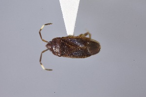  (Cistalia - USNM ENT 02103065)  @11 [ ] Unspecified (default): All Rights Reserved  Unspecified Unspecified