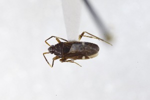  (Cistalia - USNM ENT 02103066)  @11 [ ] Unspecified (default): All Rights Reserved  Unspecified Unspecified