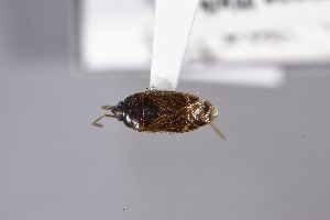  ( - USNM ENT 02103068)  @11 [ ] Unspecified (default): All Rights Reserved  Unspecified Unspecified