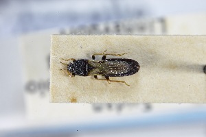  (Blissiella nidus - USNM ENT 02103196)  @11 [ ] Unspecified (default): All Rights Reserved  Unspecified Unspecified