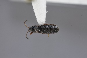  (Capodemus - USNM ENT 02103198)  @11 [ ] Unspecified (default): All Rights Reserved  Unspecified Unspecified