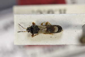  (Cavelerius minor - USNM ENT 02103199)  @11 [ ] Unspecified (default): All Rights Reserved  Unspecified Unspecified