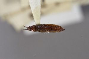  (Heinsius - USNM ENT 02103209)  @11 [ ] Unspecified (default): All Rights Reserved  Unspecified Unspecified