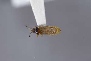  (Iphicrates - USNM ENT 02103212)  @11 [ ] Unspecified (default): All Rights Reserved  Unspecified Unspecified