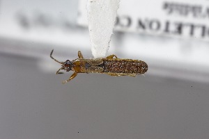  ( - USNM ENT 02103213)  @11 [ ] Unspecified (default): All Rights Reserved  Unspecified Unspecified