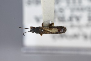  ( - USNM ENT 02103230)  @11 [ ] Unspecified (default): All Rights Reserved  Unspecified Unspecified