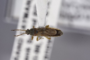  ( - USNM ENT 02103232)  @11 [ ] Unspecified (default): All Rights Reserved  Unspecified Unspecified