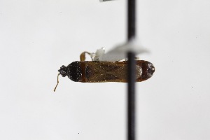  (Metafemorademus - USNM ENT 02103254)  @11 [ ] Unspecified (default): All Rights Reserved  Unspecified Unspecified