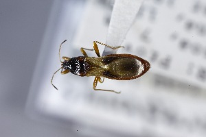  (Micaredemus - USNM ENT 02103255)  @11 [ ] Unspecified (default): All Rights Reserved  Unspecified Unspecified