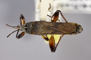  (Patritius grossus - USNM ENT 02103260)  @11 [ ] Unspecified (default): All Rights Reserved  Unspecified Unspecified