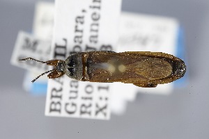  ( - USNM ENT 02103261)  @11 [ ] Unspecified (default): All Rights Reserved  Unspecified Unspecified