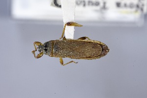  (Patritius laevus - USNM ENT 02103262)  @11 [ ] Unspecified (default): All Rights Reserved  Unspecified Unspecified