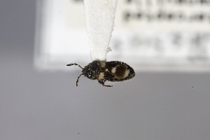  (Praeblissus - USNM ENT 02103265)  @11 [ ] Unspecified (default): All Rights Reserved  Unspecified Unspecified