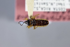  (Praetorblissus - USNM ENT 02103268)  @11 [ ] Unspecified (default): All Rights Reserved  Unspecified Unspecified