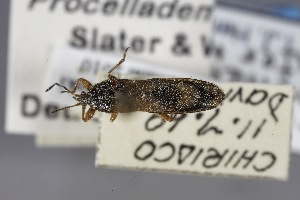  (Procellademus venenatus - USNM ENT 02103269)  @11 [ ] Unspecified (default): All Rights Reserved  Unspecified Unspecified