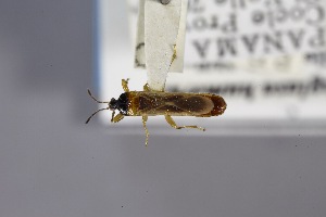  (Prosternademus humerus - USNM ENT 02103270)  @11 [ ] Unspecified (default): All Rights Reserved  Unspecified Unspecified