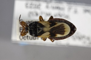  (Riggiella - USNM ENT 02103271)  @11 [ ] Unspecified (default): All Rights Reserved  Unspecified Unspecified