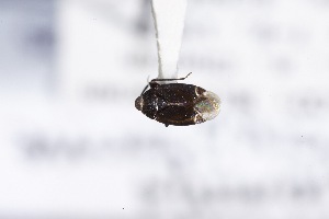  ( - USNM ENT 02103331)  @11 [ ] Unspecified (default): All Rights Reserved  Unspecified Unspecified