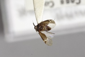  ( - USNM ENT 02103332)  @11 [ ] Unspecified (default): All Rights Reserved  Unspecified Unspecified