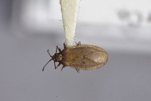  ( - USNM ENT 02103345)  @11 [ ] Unspecified (default): All Rights Reserved  Unspecified Unspecified