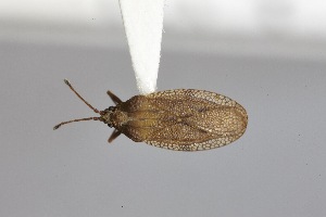  ( - USNM ENT 02103346)  @11 [ ] Unspecified (default): All Rights Reserved  Unspecified Unspecified