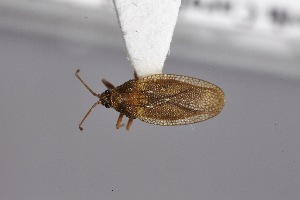  ( - USNM ENT 02103348)  @11 [ ] Unspecified (default): All Rights Reserved  Unspecified Unspecified