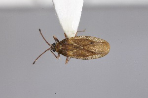  ( - USNM ENT 02103349)  @11 [ ] Unspecified (default): All Rights Reserved  Unspecified Unspecified