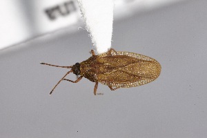  ( - USNM ENT 02103350)  @11 [ ] Unspecified (default): All Rights Reserved  Unspecified Unspecified