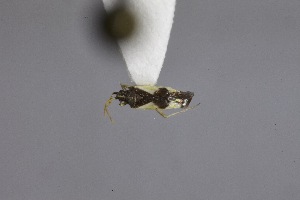  ( - USNM ENT 02103375)  @11 [ ] Unspecified (default): All Rights Reserved  Unspecified Unspecified