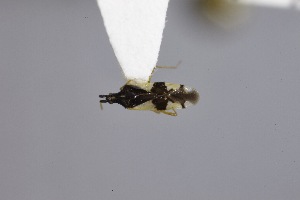  ( - USNM ENT 02103377)  @11 [ ] Unspecified (default): All Rights Reserved  Unspecified Unspecified