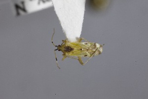  ( - USNM ENT 02103381)  @11 [ ] Unspecified (default): All Rights Reserved  Unspecified Unspecified