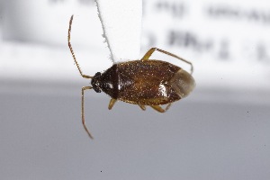  ( - USNM ENT 02103392)  @11 [ ] Unspecified (default): All Rights Reserved  Unspecified Unspecified