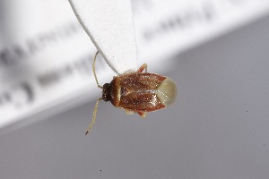  ( - USNM ENT 02103397)  @11 [ ] Unspecified (default): All Rights Reserved  Unspecified Unspecified