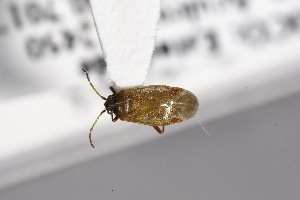  ( - USNM ENT 02103404)  @11 [ ] Unspecified (default): All Rights Reserved  Unspecified Unspecified