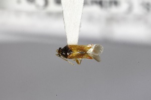  (Ceratocapsus apicalis - USNM ENT 02103406)  @11 [ ] Unspecified (default): All Rights Reserved  Unspecified Unspecified