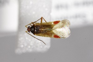  ( - USNM ENT 02103407)  @11 [ ] Unspecified (default): All Rights Reserved  Unspecified Unspecified