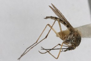  (Aedes implicatus - JE028)  @13 [ ] CreativeCommons - Attribution (2010) CBG Photography Group Centre for Biodiversity Genomics