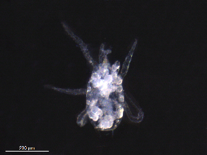  ( - BIOUG30421-G02)  @11 [ ] CreativeCommons - Attribution (2019) CBG Photography Group Centre for Biodiversity Genomics