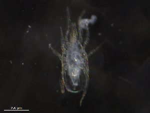  ( - BIOUG30679-B10)  @11 [ ] CreativeCommons - Attribution (2019) CBG Photography Group Centre for Biodiversity Genomics