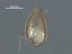  ( - BIOUG30683-D09)  @11 [ ] CreativeCommons - Attribution (2016) CBG Photography Group Centre for Biodiversity Genomics