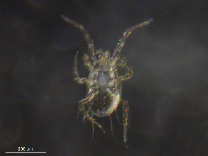 ( - BIOUG30835-A11)  @11 [ ] CreativeCommons - Attribution (2019) CBG Photography Group Centre for Biodiversity Genomics