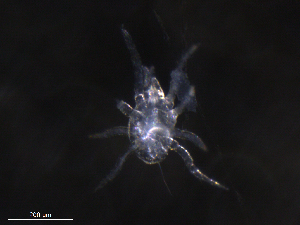  ( - BIOUG30838-H08)  @11 [ ] CreativeCommons - Attribution (2019) CBG Photography Group Centre for Biodiversity Genomics