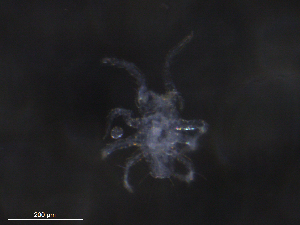  ( - BIOUG30838-H09)  @11 [ ] CreativeCommons - Attribution (2019) CBG Photography Group Centre for Biodiversity Genomics