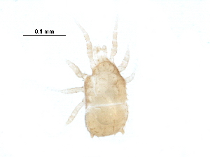  ( - BIOUG30843-D10)  @11 [ ] CreativeCommons - Attribution (2017) CBG Photography Group Centre for Biodiversity Genomics