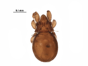  ( - BIOUG30853-G03)  @11 [ ] CreativeCommons - Attribution (2017) CBG Photography Group Centre for Biodiversity Genomics