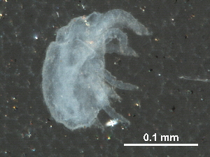  (Bimichaeliinae - BIOUG31592-F01)  @13 [ ] CreativeCommons - Attribution (2017) CBG Photography Group Centre for Biodiversity Genomics