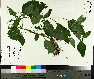  ( - NC2012_467)  @11 [ ] CreativeCommons - Attribution Non-Commercial (2014) MTMG McGill University Herbarium