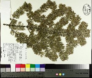  ( - NC2012_23)  @11 [ ] CreativeCommons - Attribution Non-Commercial (2014) MTMG McGill University Herbarium